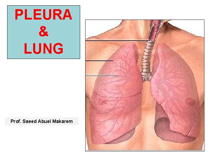 PLEURA & LUNG Prof. Saeed Abuel Makarem 
