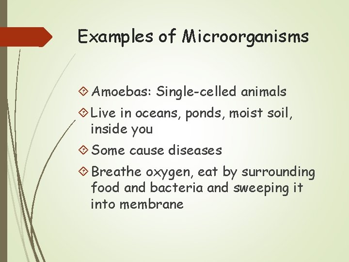 Examples of Microorganisms Amoebas: Single-celled animals Live in oceans, ponds, moist soil, inside you