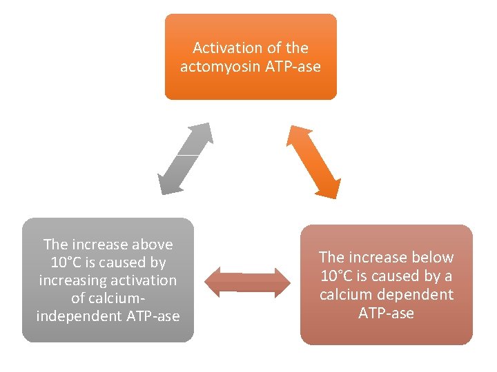 Activation of the actomyosin ATP-ase The increase above 10°C is caused by increasing activation