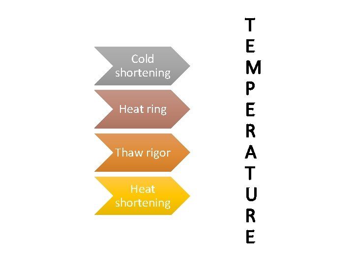 Cold shortening Heat ring Thaw rigor Heat shortening T E M P E R