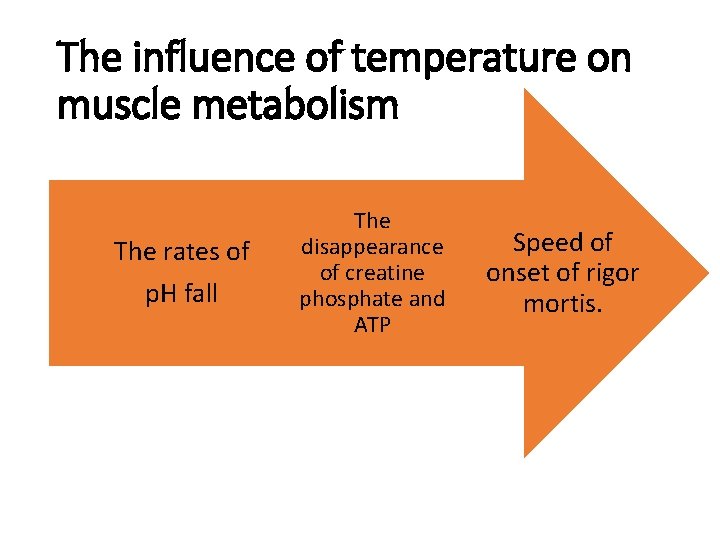 The influence of temperature on muscle metabolism The rates of p. H fall The
