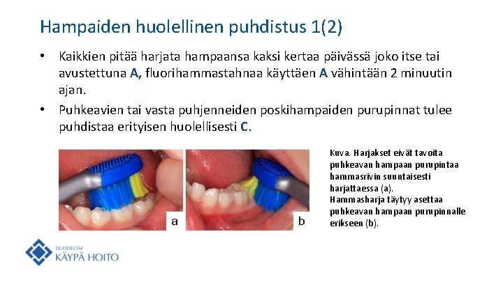 Hampaiden huolellinen puhdistus 1(2) • Kaikkien pitää harjata hampaansa kaksi kertaa päivässä joko itse