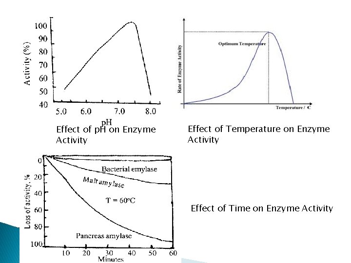 Effect of p. H on Enzyme Activity Effect of Temperature on Enzyme Activity Effect