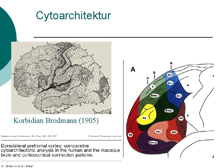 Cytoarchitektur Korbidian Brodmann (1905) 