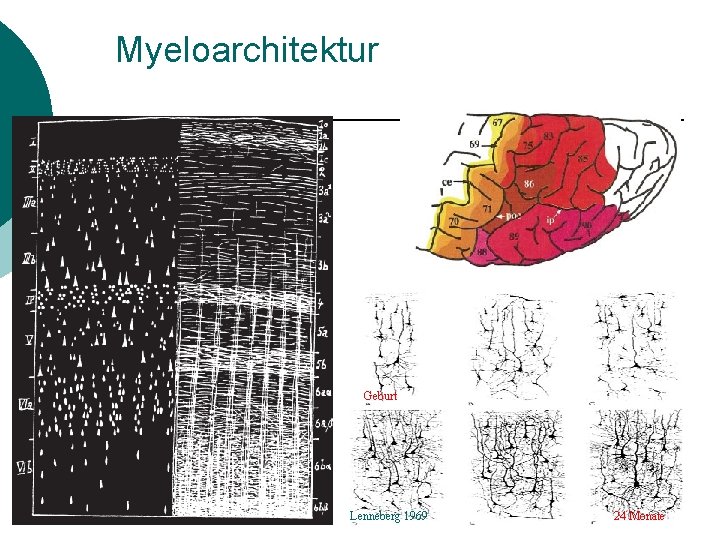 Myeloarchitektur Geburt Lenneberg 1969 24 Monate 