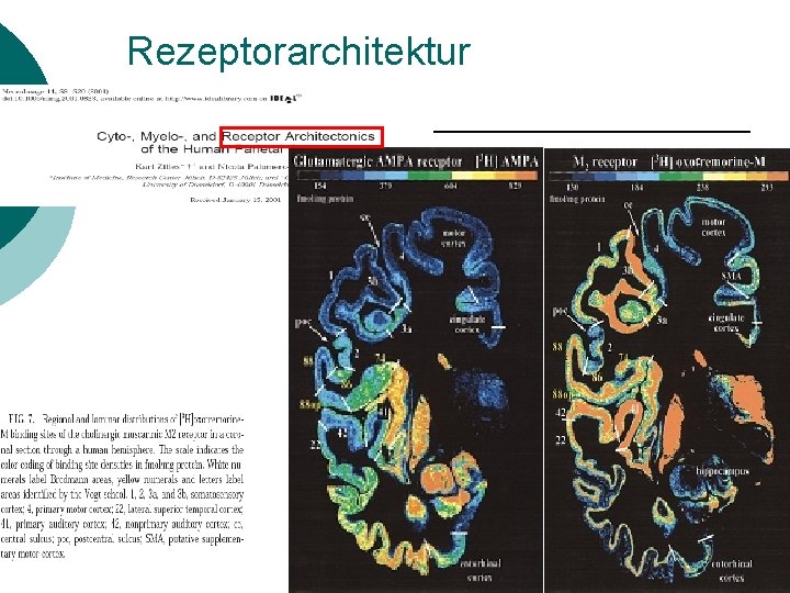 Rezeptorarchitektur 