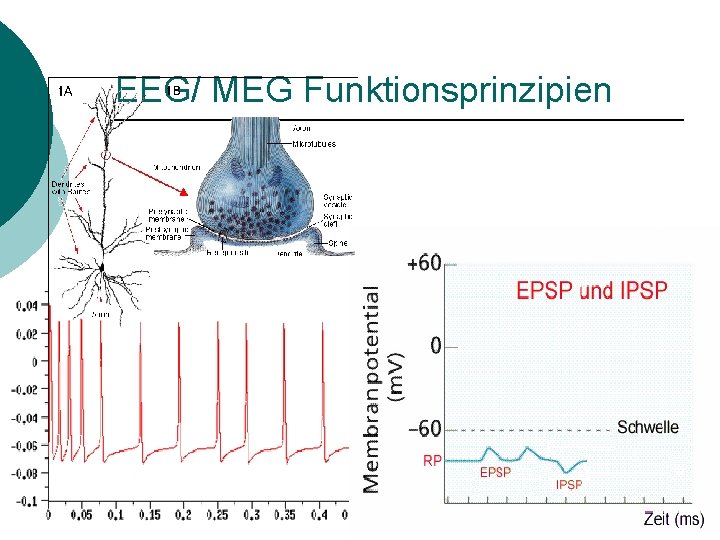 EEG/ MEG Funktionsprinzipien 