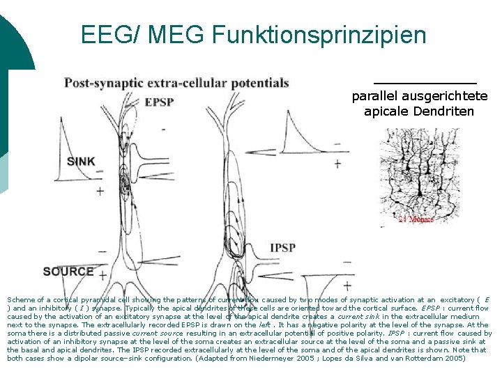 EEG/ MEG Funktionsprinzipien parallel ausgerichtete apicale Dendriten Scheme of a cortical pyramidal cell showing