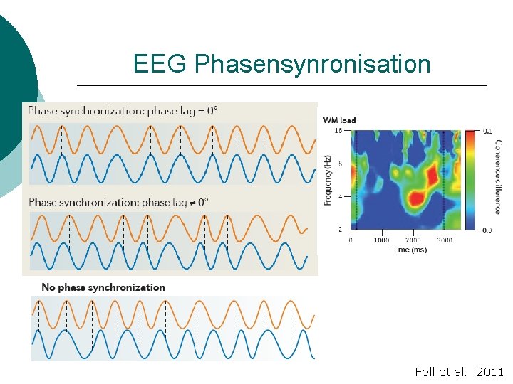 EEG Phasensynronisation Fell et al. 2011 