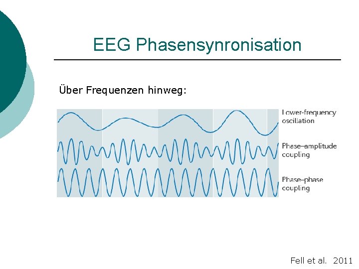 EEG Phasensynronisation Über Frequenzen hinweg: Fell et al. 2011 