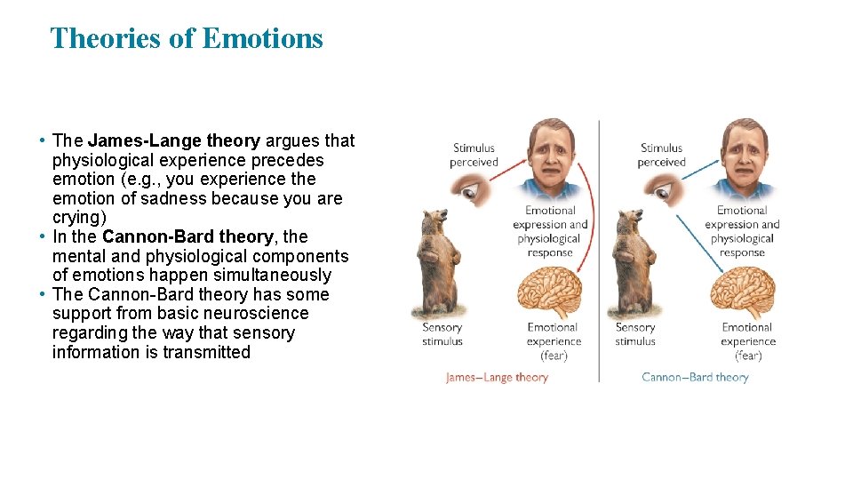 Theories of Emotions • The James-Lange theory argues that physiological experience precedes emotion (e.