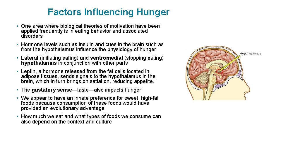 Factors Influencing Hunger. • One area where biological theories of motivation have been applied