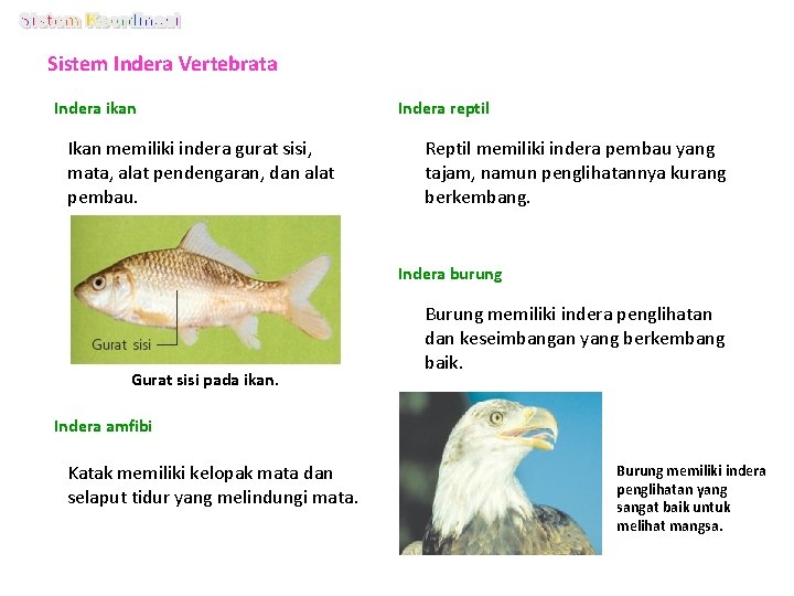 Sistem Indera Vertebrata Indera ikan Ikan memiliki indera gurat sisi, mata, alat pendengaran, dan Sistem Indera Vertebrata Indera ikan Ikan memiliki indera gurat sisi, mata, alat pendengaran, dan