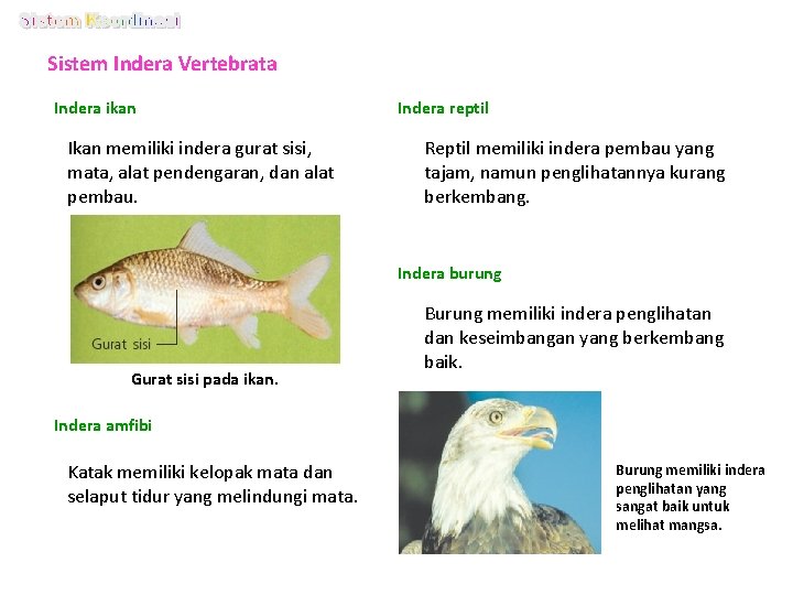 Sistem Indera Vertebrata Indera ikan Ikan memiliki indera gurat sisi, mata, alat pendengaran, dan