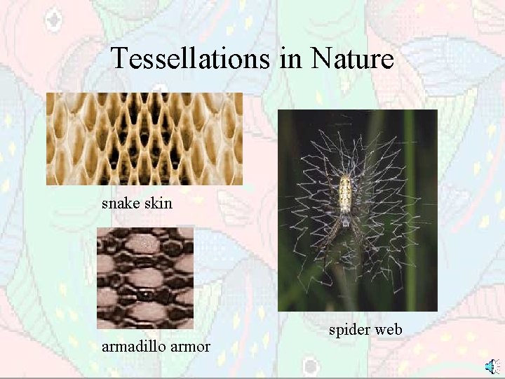Tessellations in Nature snake skin armadillo armor spider web 