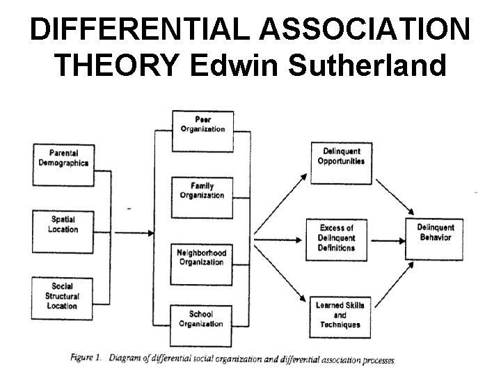 DIFFERENTIAL ASSOCIATION THEORY Edwin Sutherland 
