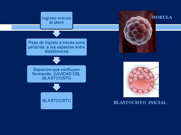 Ingreso mórula al útero MORULA Paso de líquido a través zona pelúcida a los