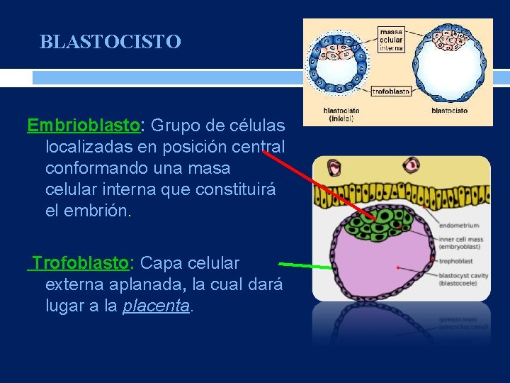 BLASTOCISTO Embrioblasto: Grupo de células localizadas en posición central conformando una masa celular interna