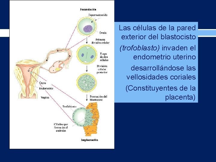 Las células de la pared exterior del blastocisto (trofoblasto) invaden el endometrio uterino desarrollándose