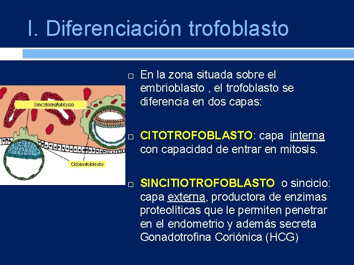 I. Diferenciación trofoblasto En la zona situada sobre el embrioblasto , el trofoblasto se