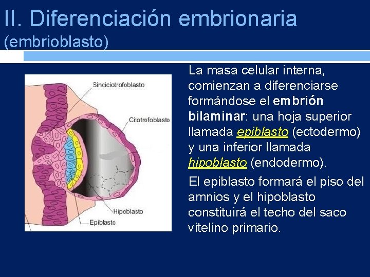 II. Diferenciación embrionaria (embrioblasto) La masa celular interna, comienzan a diferenciarse formándose el embrión