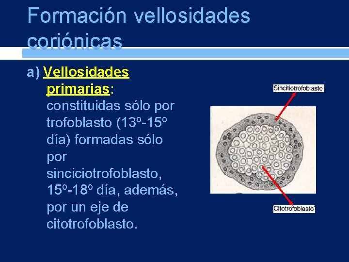 Formación vellosidades coriónicas a) Vellosidades primarias: constituidas sólo por trofoblasto (13º-15º día) formadas sólo