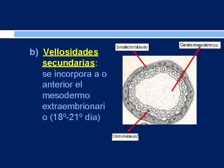 b) Vellosidades secundarias: se incorpora a o anterior el mesodermo extraembrionari o (18º-21º día)