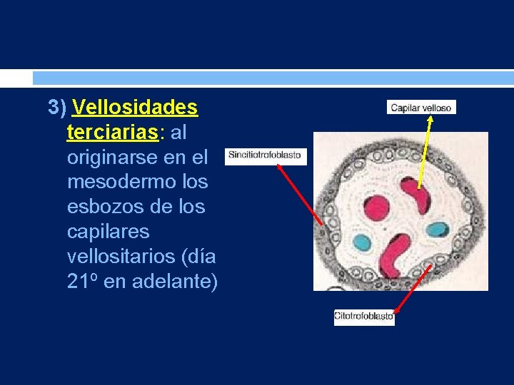 3) Vellosidades terciarias: al originarse en el mesodermo los esbozos de los capilares vellositarios