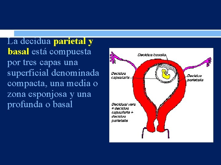 La decidua parietal y basal está compuesta por tres capas una superficial denominada compacta,
