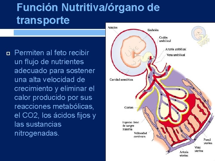 Función Nutritiva/órgano de transporte Permiten al feto recibir un flujo de nutrientes adecuado para
