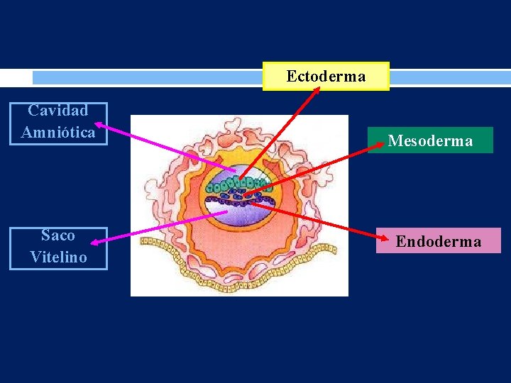 Ectoderma Cavidad Amniótica Saco Vitelino Mesoderma Endoderma 