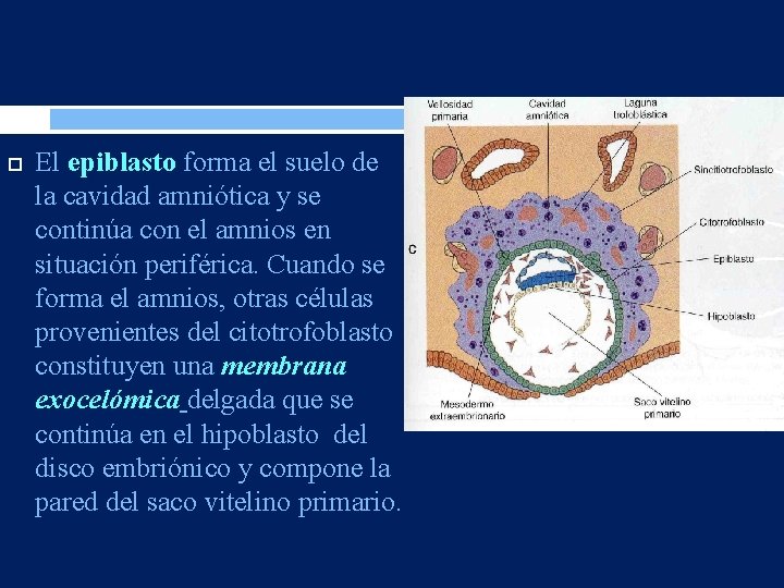  El epiblasto forma el suelo de la cavidad amniótica y se continúa con