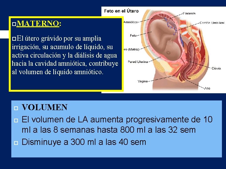  MATERNO: El útero grávido por su amplia irrigación, su acumulo de líquido, su