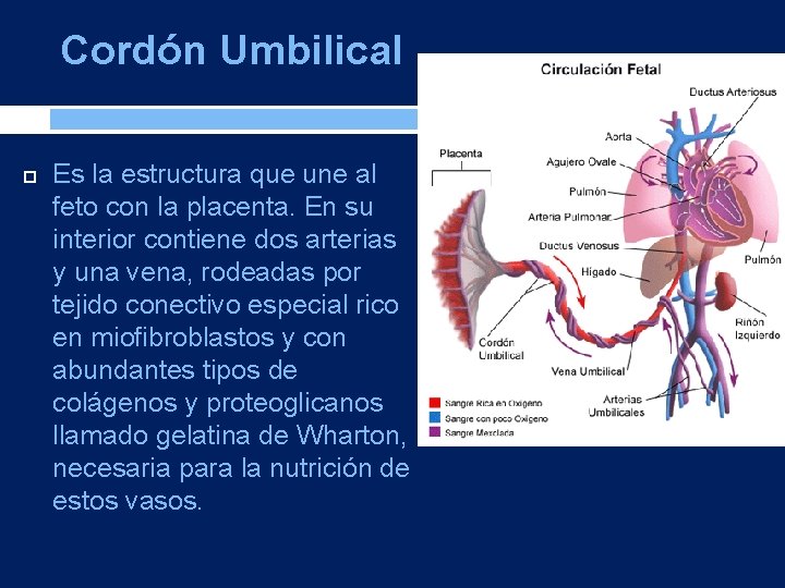 Cordón Umbilical Es la estructura que une al feto con la placenta. En su