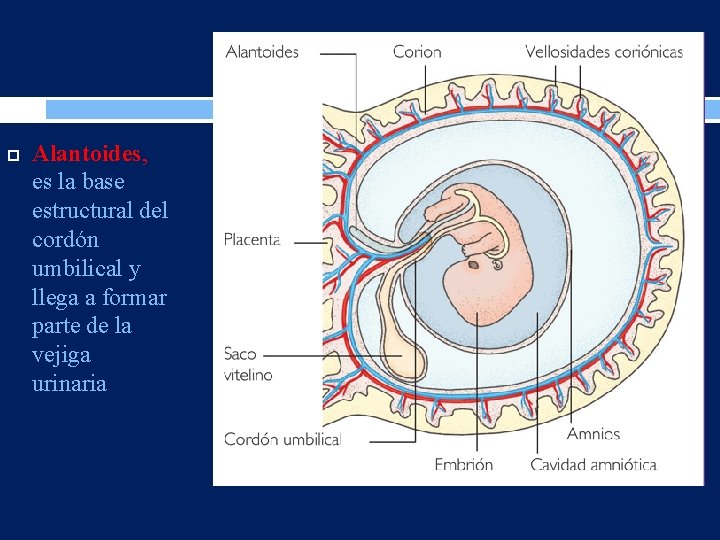  Alantoides, es la base estructural del cordón umbilical y llega a formar parte