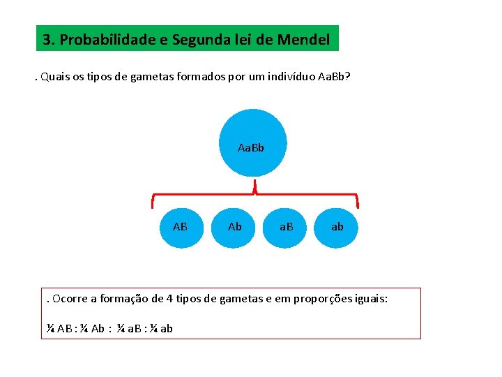 3. Probabilidade e Segunda lei de Mendel. Quais os tipos de gametas formados por