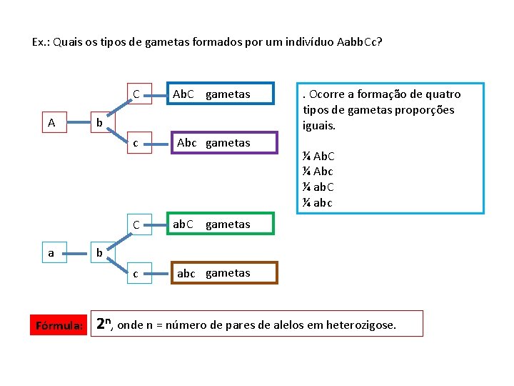 Ex. : Quais os tipos de gametas formados por um indivíduo Aabb. Cc? A