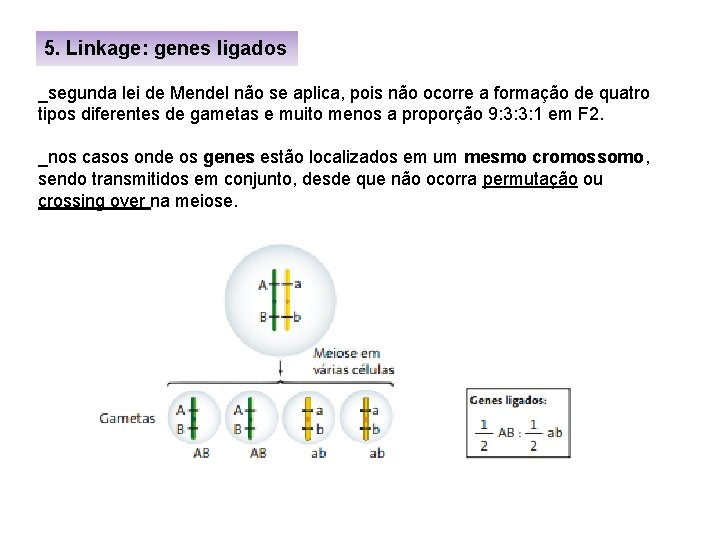 5. Linkage: genes ligados _segunda lei de Mendel não se aplica, pois não ocorre