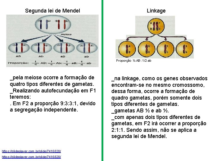 Segunda lei de Mendel Linkage Proporção ½ AB : 1/2 ab _pela meiose ocorre