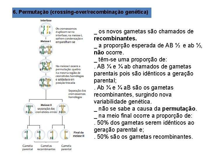 6. Permutação (crossing-over/recombinação genética) _ os novos gametas são chamados de recombinantes. _ a