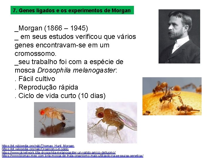 7. Genes ligados experimentos de Morgan _Morgan (1866 – 1945) _ em seus estudos