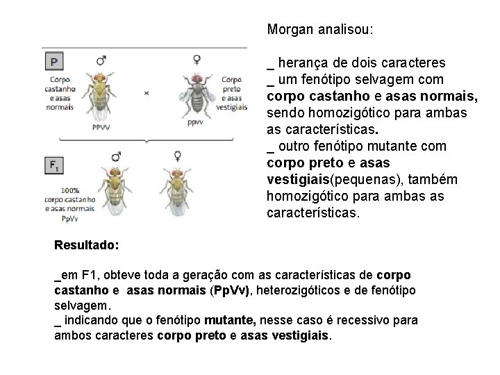 Morgan analisou: _ herança de dois caracteres _ um fenótipo selvagem corpo castanho e