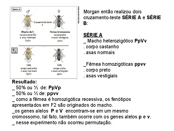 Morgan então realizou dois cruzamento-teste SÉRIE A e SÉRIE B: SÉRIE A _ Macho