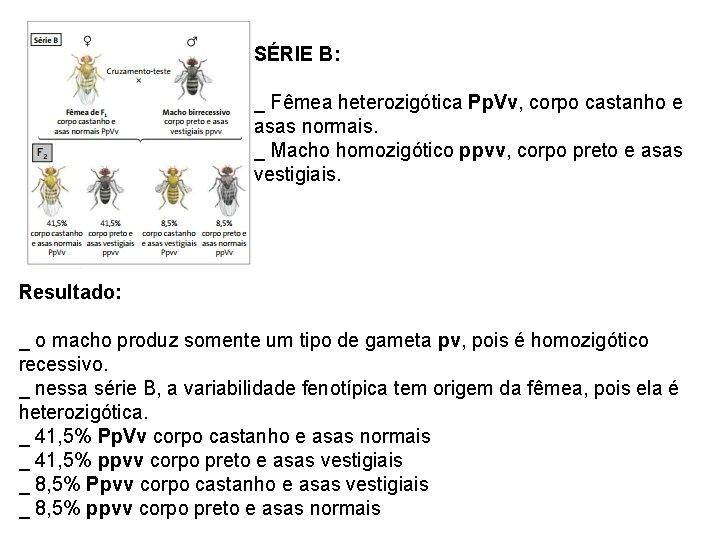 SÉRIE B: _ Fêmea heterozigótica Pp. Vv, corpo castanho e asas normais. _ Macho