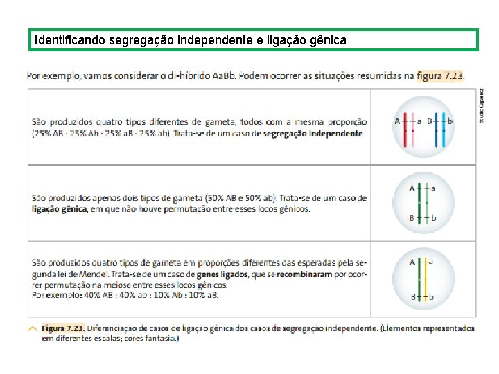 Identificando segregação independente e ligação gênica 