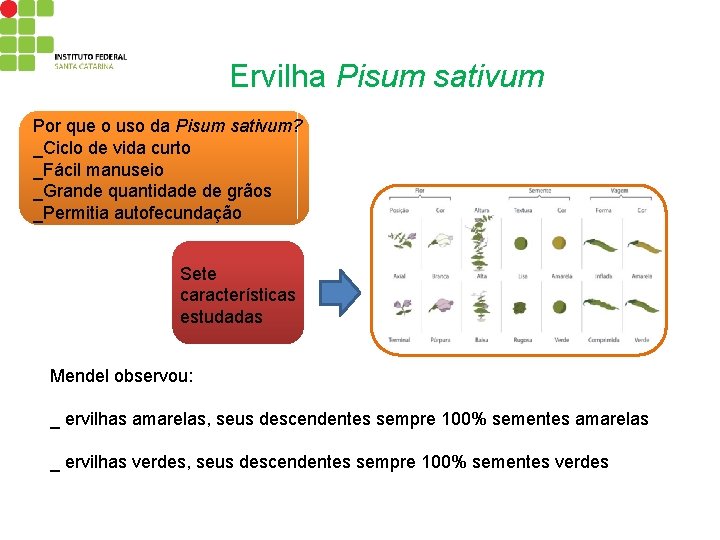 Ervilha Pisum sativum Por que o uso da Pisum sativum? _Ciclo de vida curto