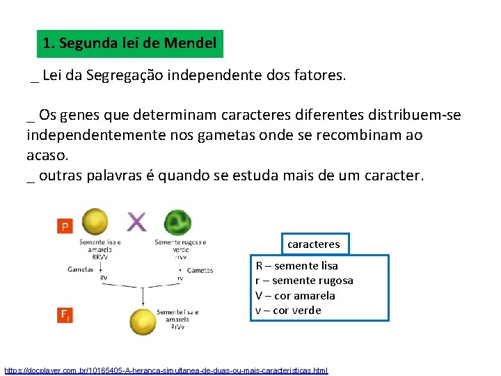 1. Segunda lei de Mendel _ Lei da Segregação independente dos fatores. _ Os