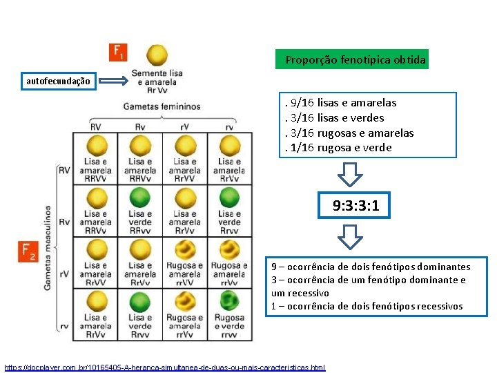 Proporção fenotípica obtida autofecundação . 9/16 lisas e amarelas. 3/16 lisas e verdes. 3/16