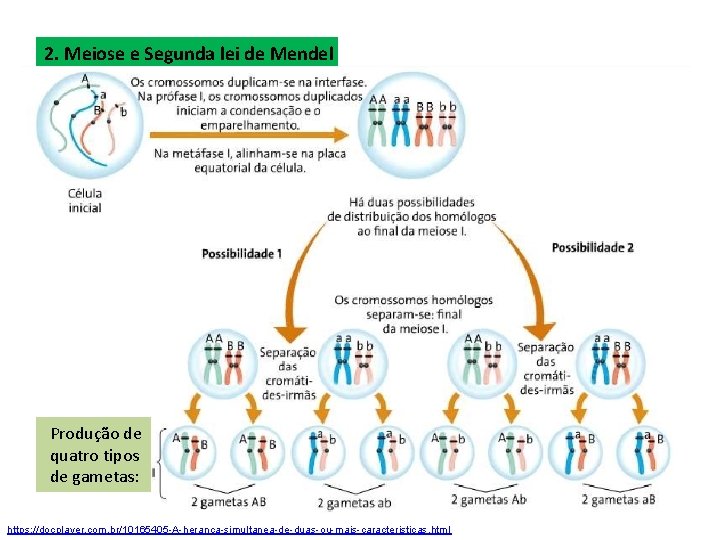 2. Meiose e Segunda lei de Mendel Produção de quatro tipos de gametas: https: