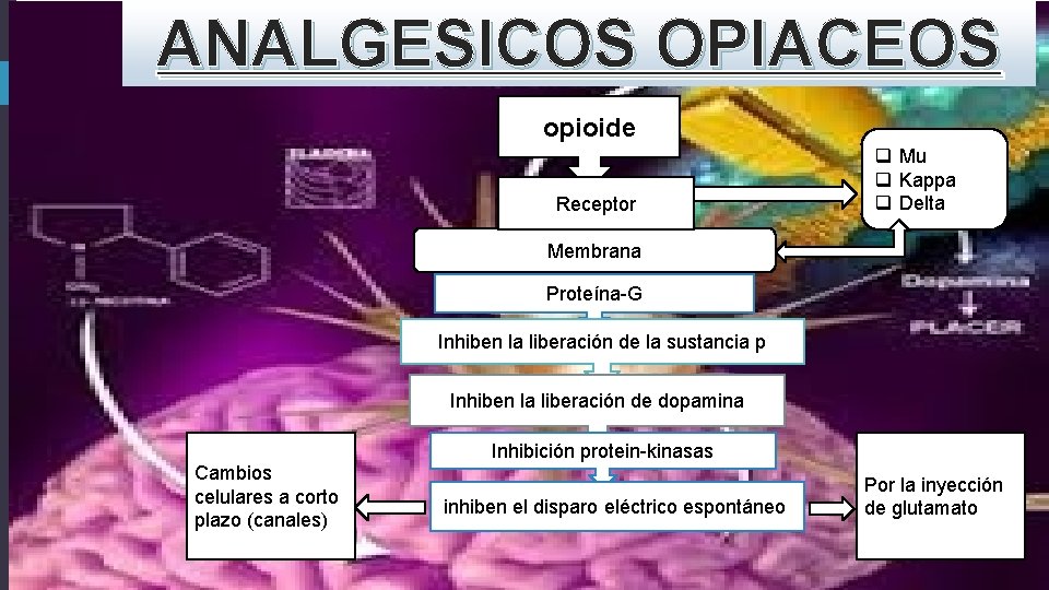 ANALGESICOS OPIACEOS opioide Receptor q Mu q Kappa q Delta Membrana Proteína-G Inhiben la